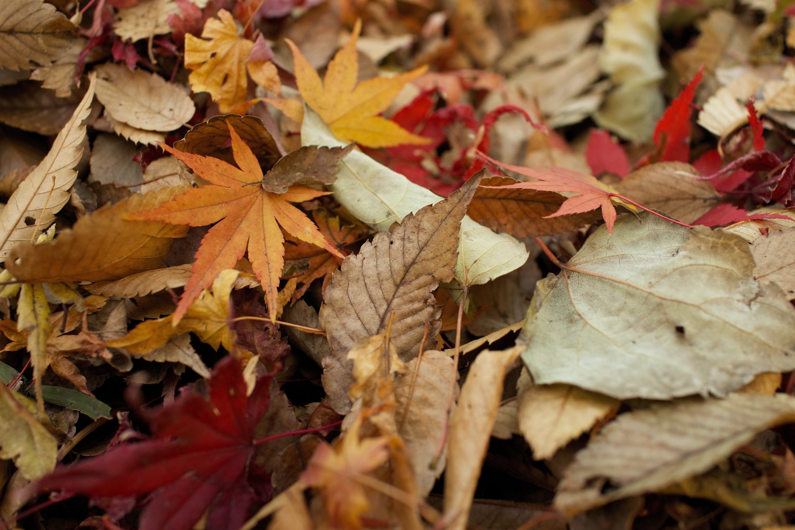 Autumn Leaves various colours scaled image Browns Mensland Geelong